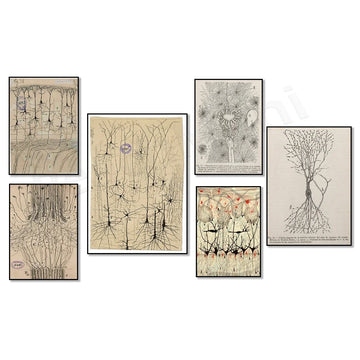 Neuron prints by Ramon Santiago, antique brain anatomy art, vintage anatomy illustration, neuroscience art, bioart, human art
