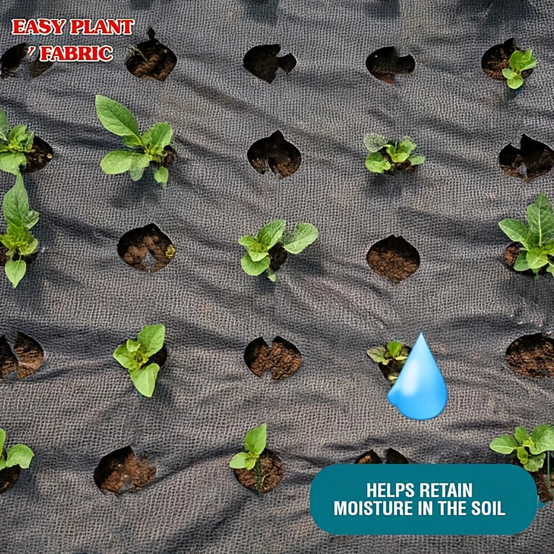 Black weed control cloth with planting holes, suitable for garden and yard use, vegetable and fruit planting, and weed control