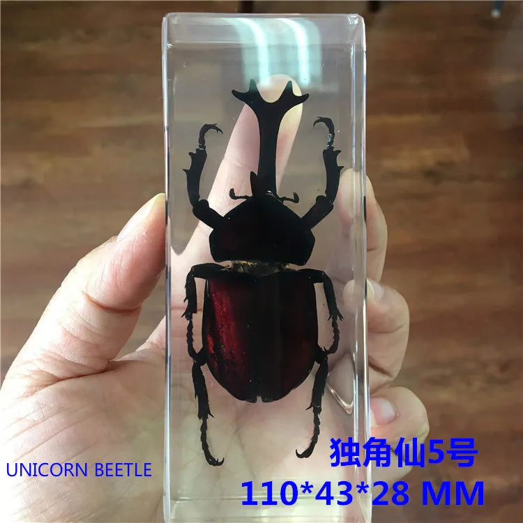 Resin insect specimen centipede spider beetle scorpion biological handmade specimen boy gift